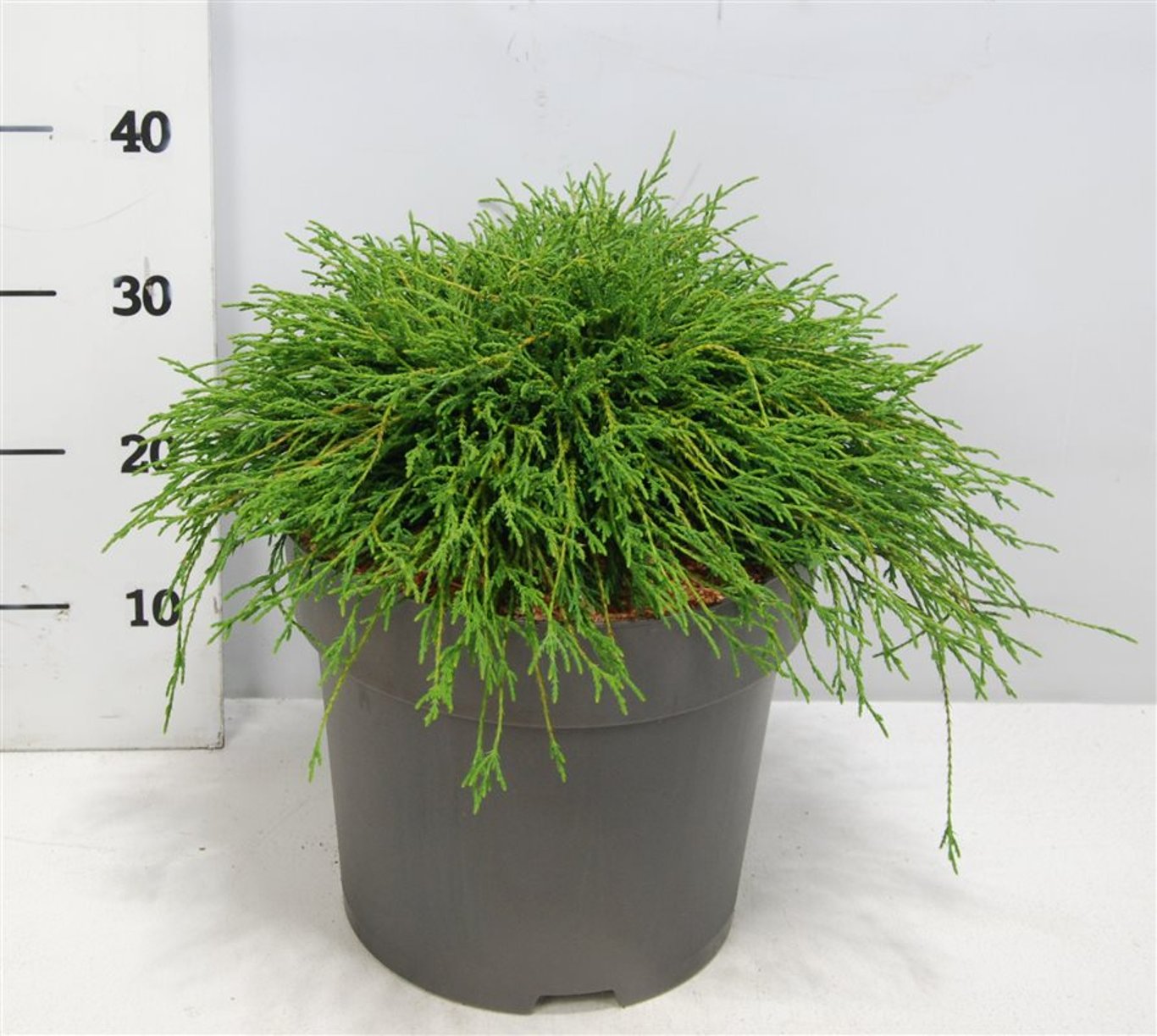 Ädelcypress – Chamaecyparis pisifera 'Filifera Nana' - C12 50-60 cm.